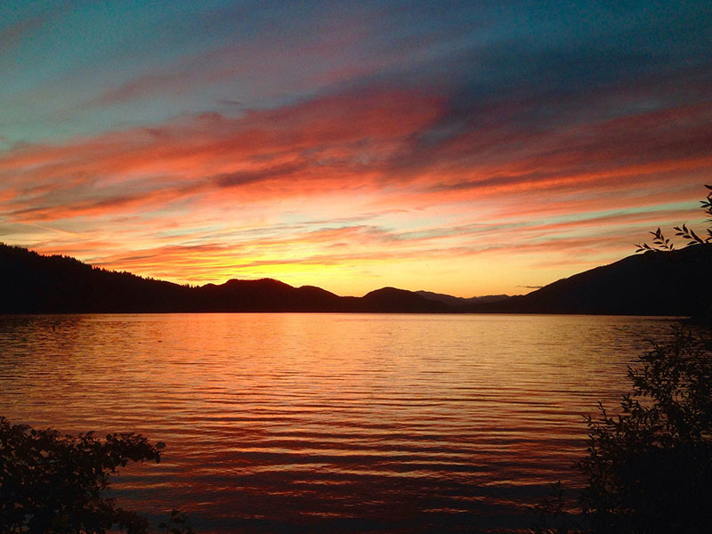 Whitefish